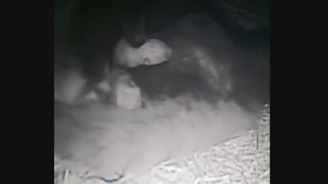 Małe pandki rude ze swoją mamą