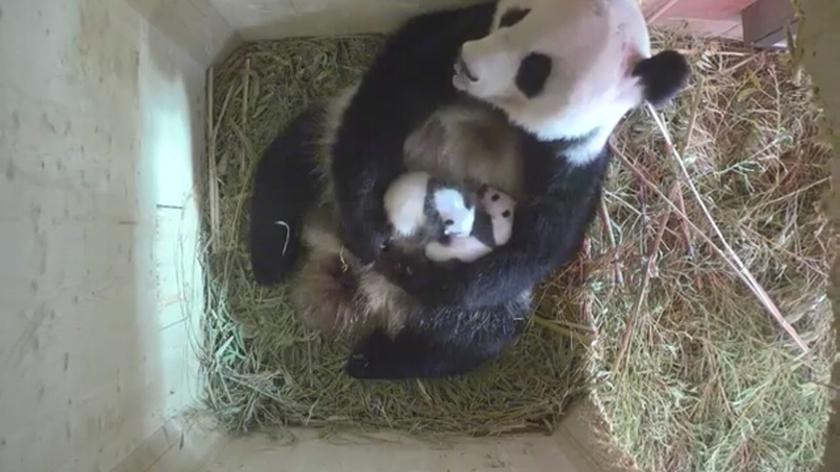 Małe pandy z zoo w Wiedniu to samiec i samiczka
