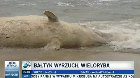 Martwy wieloryb na plaży