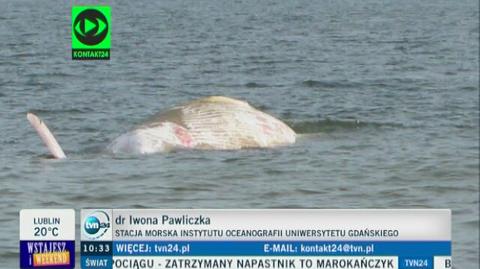 Martwy wieloryb przy plaży w Stegnie