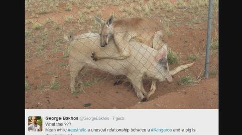 Między świnią a kangurem narodziła się miłość