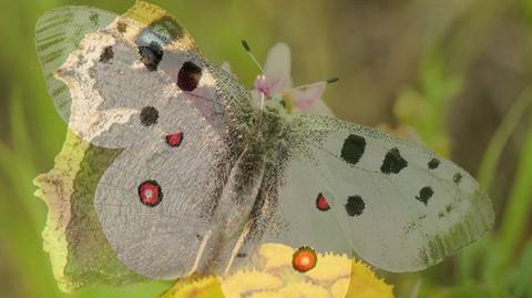Najpiękniejsze motyle Polski na zdjęciach