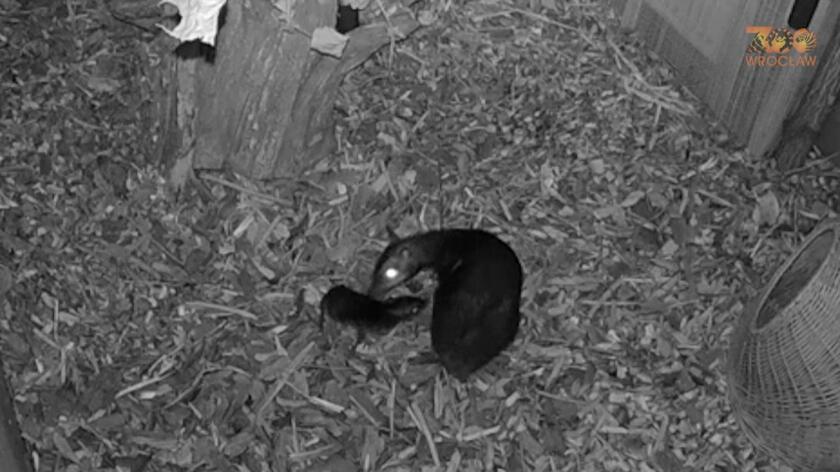 Narodziny myszojelenia we wrocławskim ogrodzie zoologicznym 