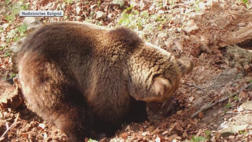 Niedźwiadki z matką w Bieszczadach