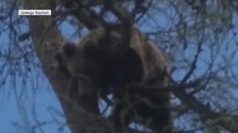 Niedźwiedzie utknęły na drzewie (Jadwiga Stachoń, Tygodnik Podhalański)