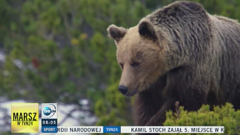 Niedźwiedzie w Tatrach Słowackich