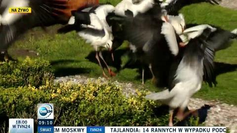 Niektóre bociany symulują i nie odlatują na zimę do Afryki