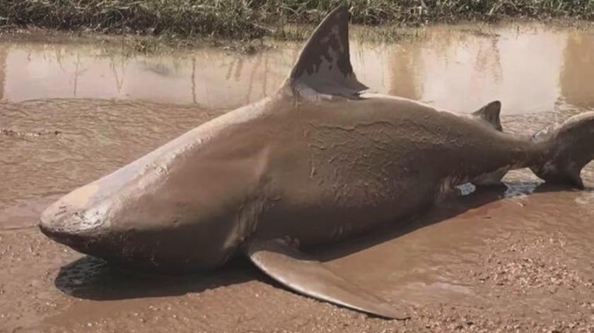 Niszczycielski huragan Debbie wyrzucił rekina na ulicę australijskiego miasteczka