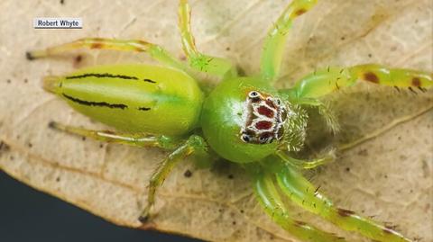 Nowe gatunki pająków odkryte w Australii