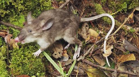 Odkryto nowy gatunek szczura 