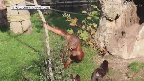 Orangutany bawią się z wyderkami