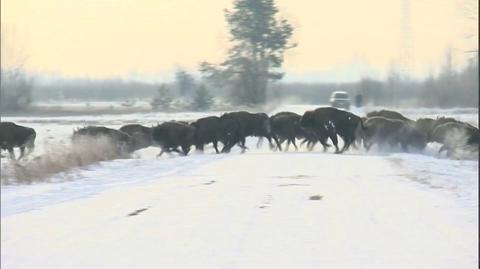 Pędzące przez białowieską polanę żubry 