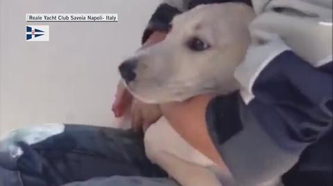 Pies rozbitek cudem uratowany z Zatoki Neapolitańskiej