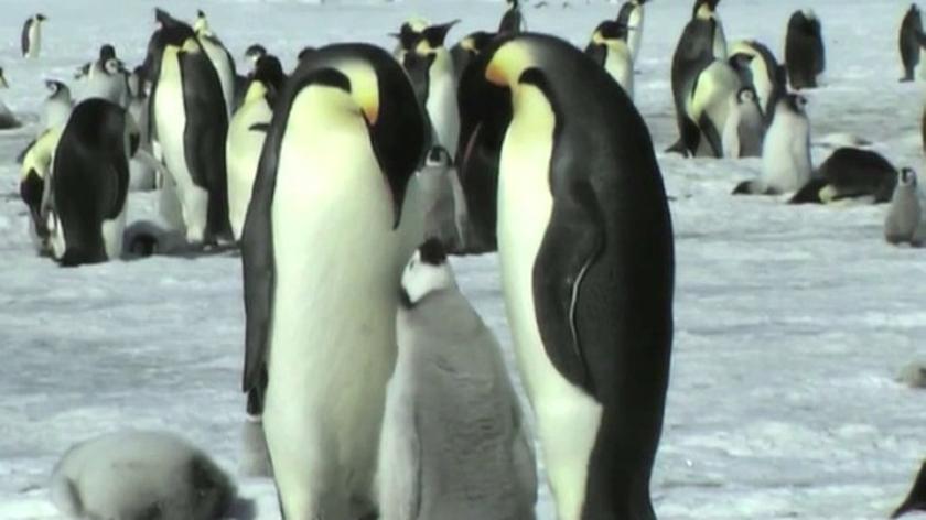 Pingwiny cesarskie zagrożone wyginięciem przez topnienie lodów na Antarktydzie