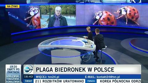Plaga biedronek w Polsce
