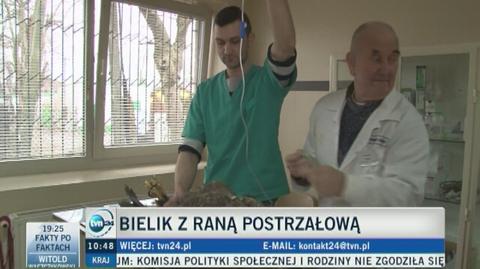 Postrzelony bielik ma się coraz lepiej