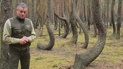 Próby wyjaśnienia niezwykłego zjawiska