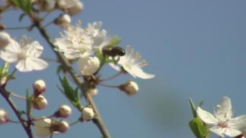 Pszczoły są podstawowym ogniwem życia (archiwum)