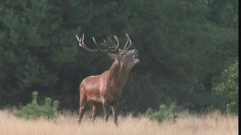 Rykowisko jeleni (Fakty TVN wideo archiwalne z 17 września 2014 roku)
