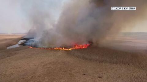 Strażacy walczyli z pożarem w Biebrzańskim Parku Narodowym przez tydzień