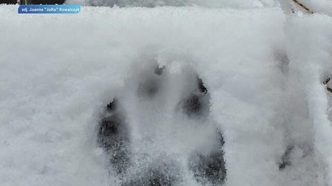 Tropy wilków na świeżym śniegu
