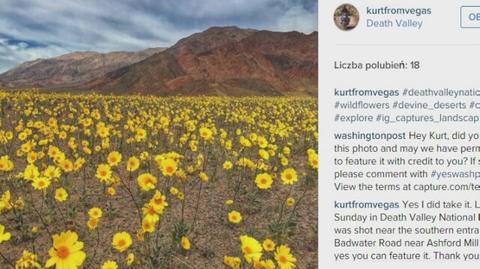 W Dolinie Śmierci w Kalifornii zakwitły kwiaty