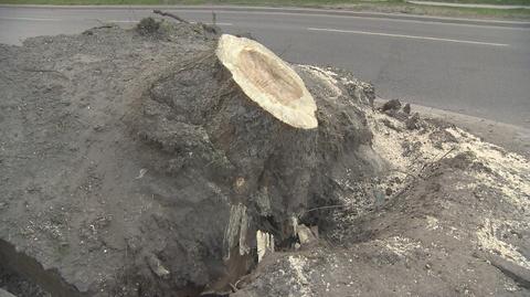 W Łodzi powalone drzewo raniło kierowcę
