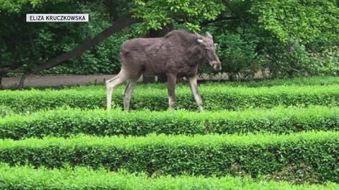 W Parku Skaryszewskim w Warszawie pojawił się łoś (zdjęcia: Eliza Kruczkowska)