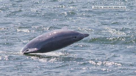 W pobliżu Helu pływają delfiny 