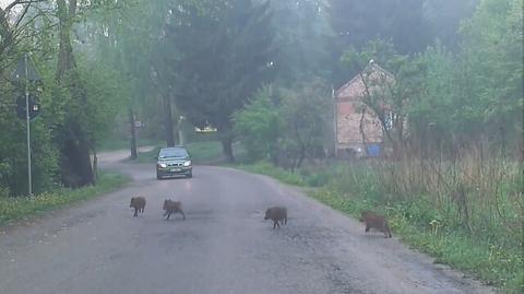 Wataha dzików w Warszawie