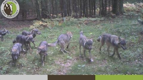 Wataha wilków w Białowieskim Parku Narodowym