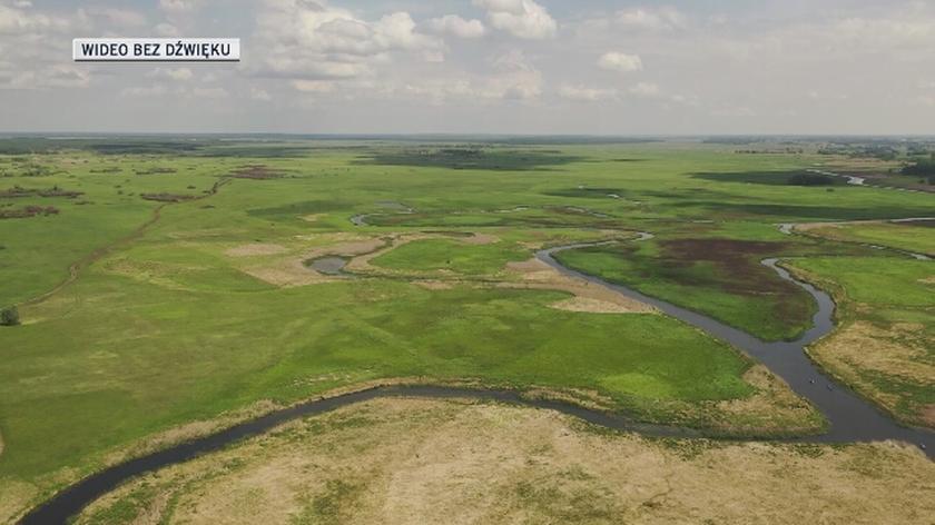 Widok z drona na Biebrzański Park Narodowy w czerwcu 2020 roku