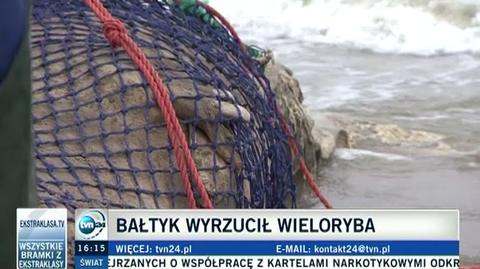 Wieloryb ważył około tony, znaleziono go przypadkiem