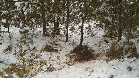 Wilki pojawiły się w Olbrachtowie