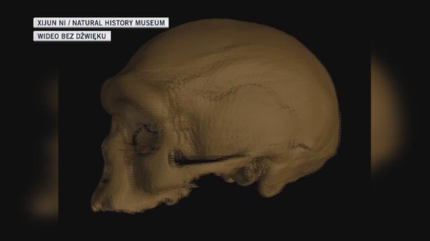 Wizualizacja czaszki Homo longi