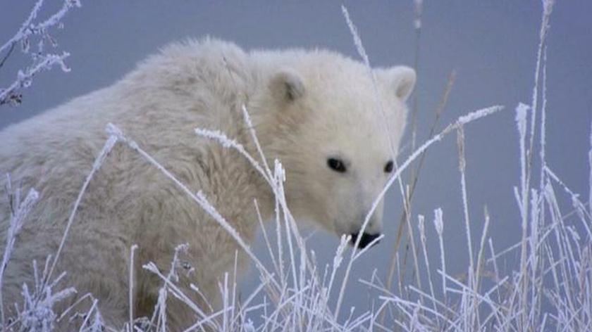 Zagrożone gatunki: niedźwiedź polarny (materiał archiwalny)