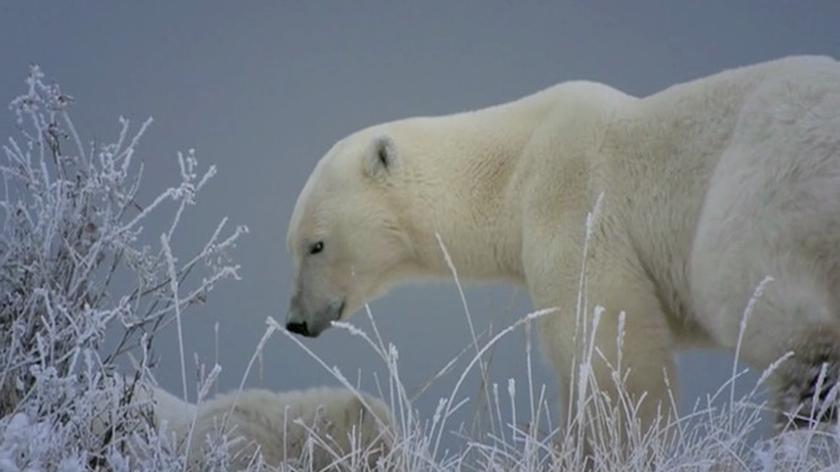 Zagrożone gatunki: niedźwiedzie polarne (materiał archiwalny)