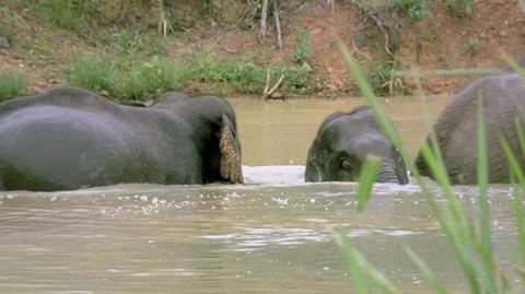 Zagrożone gatunki: słonie (materiał archiwalny)