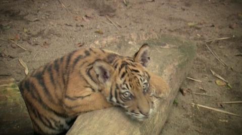 Zagrożone gatunki: tygrysy (materiał archiwalny)