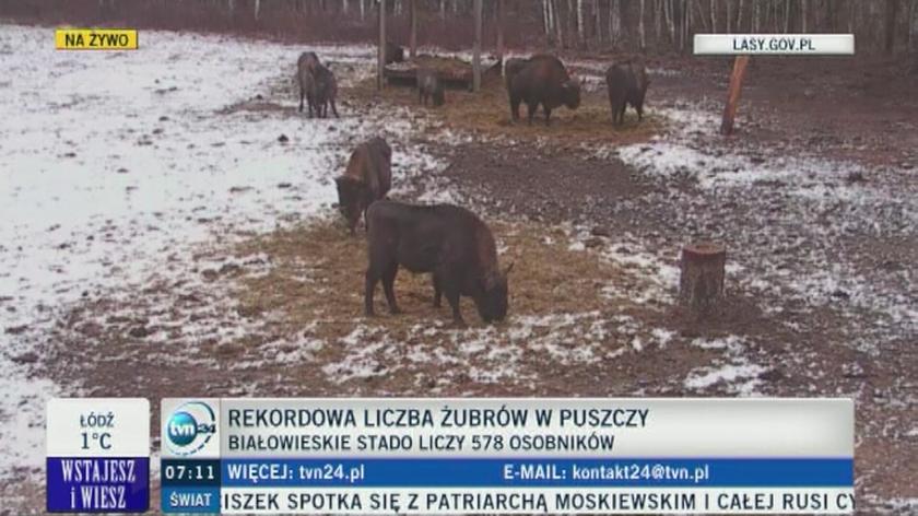 Zakończyło się liczenie żubrów w Puszczy Białowieskiej