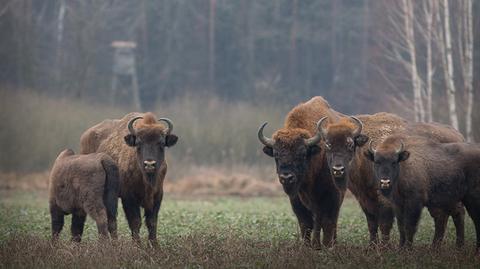 Zgoda na odstrzał żubrów z Puszczy Boreckiej. Ekolodzy protestują