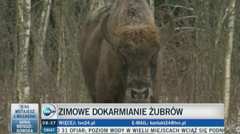 Zimowe dokarmianie żubrów