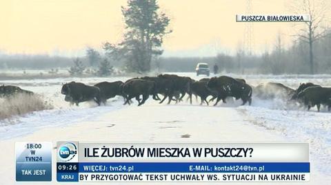 Żubry z Puszczy Białowieskiej leśnicy przeganiają i liczą