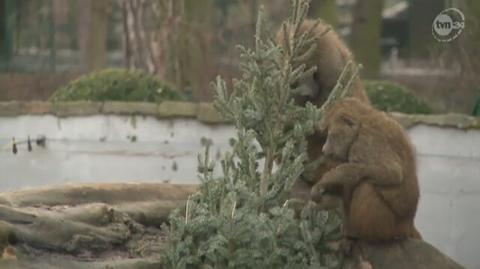 Zwierzęta we wrocławskim zoo pałaszują choinki