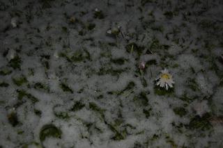 Śnieżne kwiaty :)