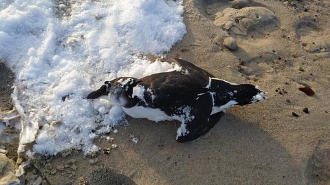 Martwy ptak na plaży nad Bałtykiem