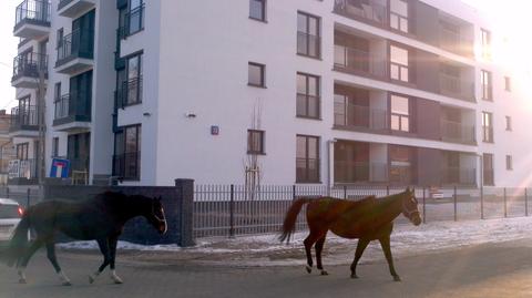 Konie w Wawrze
