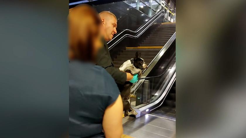 Pies na smyczy został na peronie, pasażerka w odjeżdżającym pociągu