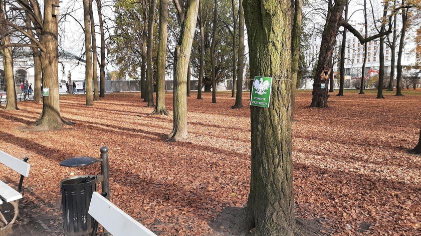 Drzewa w Ogrodzie Saskim oznaczone przez "Zielonych" jako pomnik przyrody