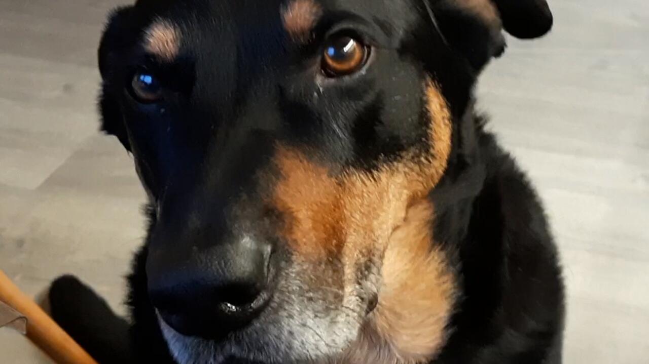 Wyciął nerkę Saturnowi i przeszczepił innemu psu. Zwrot w sprawie i zaskakujący wyrok sądu